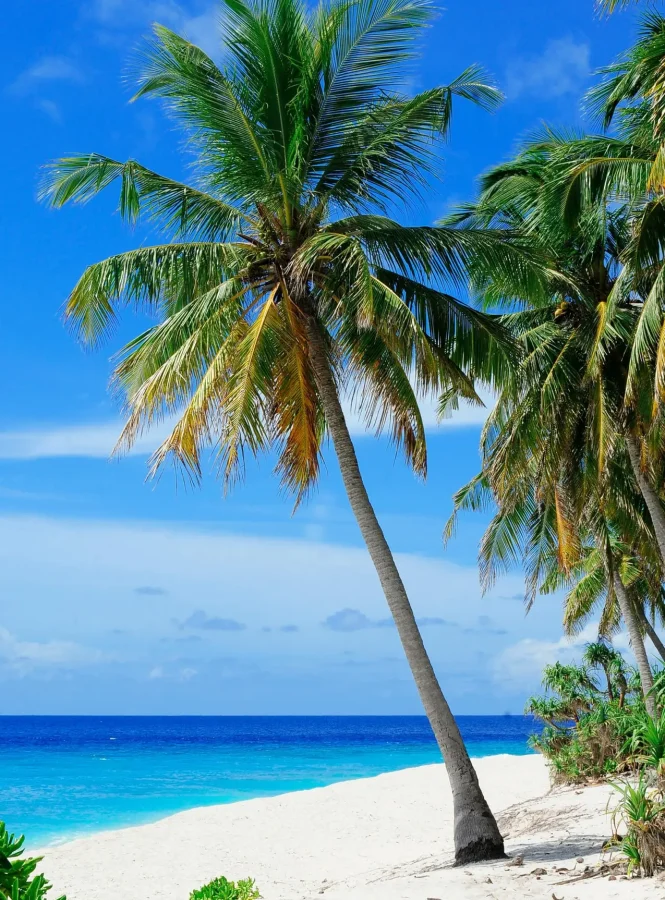 palm trees